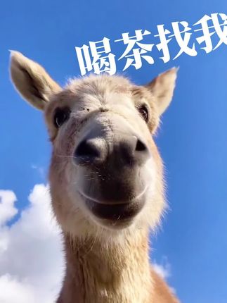 2025新茶嫩芽高山毛尖,茶农直销,自家茶园 不好喝来回运费算我的!