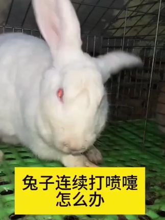 猫狗兔均可!温和配方适口性强易投喂