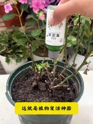 家里的绿植枯黄、不开花、掉叶、烂根,赶紧用这个绿植复活液#种棒植小技巧 #养花 #花肥