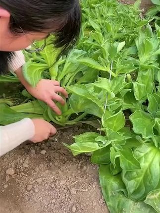 晶莹剔透,口感爽脆的#冰菜在家也可以播种#冰菜种植#冰菜种子#阳台小院均可种植