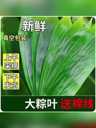 粽叶新鲜家用端午包粽子叶子特大号箬叶真空装竹子叶干粽子叶200g #包棕子 #棕子 #棕叶 #大棕子 #粽叶子