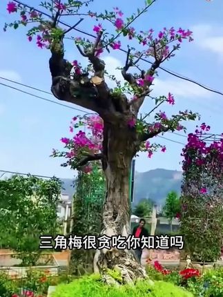 为什么说养花的尽头是三角梅呢#养花#花卉#养花小知识 #三角梅
