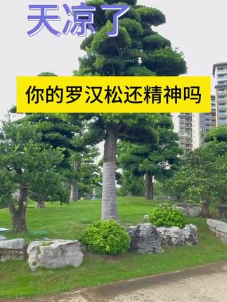 拯救罗汉松黄叶