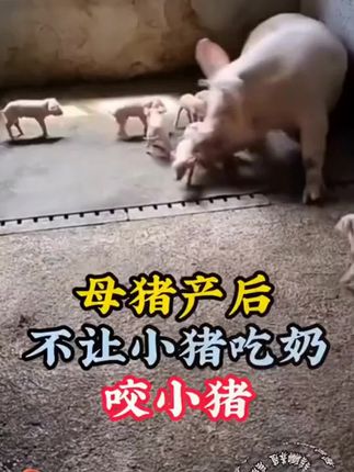 农村养殖猪牛羊试试这个防咬一喷灵