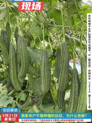 不要在说没有高抗病毒丝瓜种子了,不是没有而是你们没有买到真正的耐病毒丝瓜种子#三农#丝瓜种子#丝瓜种植#大棚种植