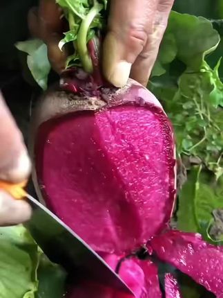 又到了种凤梨萝卜的季节了啦