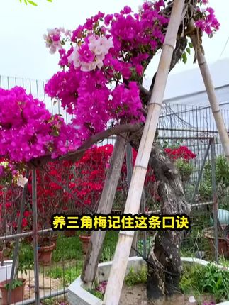 一次使用长久释放养分!家里的植物黄叶掉叶长势不好!就用植物再生剂!