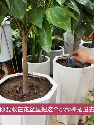 适合懒人用的植物再生剂,不用兑水稀释,直接插土里就可以 #园艺 #养花达人#绿植花卉#室内绿植