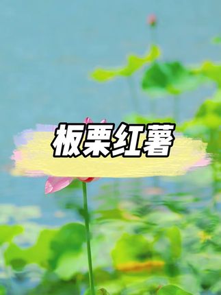 板栗红薯,没丝没筋,又面又甜~爱吃的红薯的尝尝我们陕西的板栗薯!