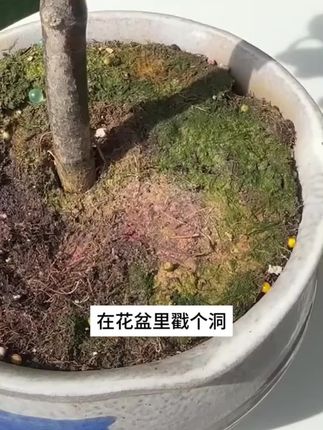 没时间施肥的你,只要在土里插一支再生液,平时浇水就能释放养分,让养花变得简单#养花小知识