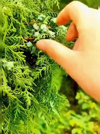 #柏子仁#柏子仁新货#柏子仁茶#柏子仁泡水
